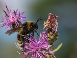 Einer Hummel sucht an mehreren Distelblüten nach Nahrung