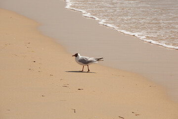 a black-headed seagull on a paradise beach. a black-headed seagull in profile on the beach, the sand is wet. a small wave comes to die next to the seagull.