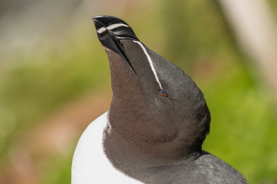 Portrait of razorbill - Alca torda - on blue - green background. Photo from Hornoya Island in Norway.