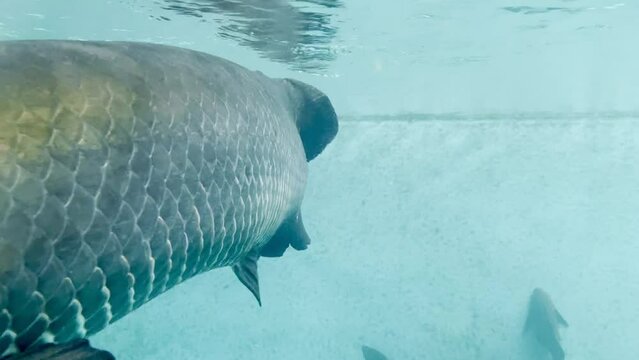 The big Arapaima gigas are swimming. Has a beautiful pattern Black scales alternating red