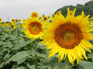 ひまわり　sunflower
