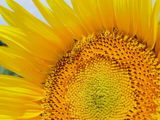 ひまわりと蜂　sunflower＆Bee