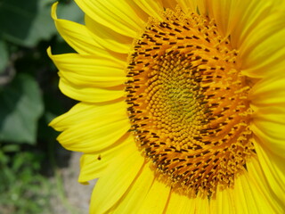 ひまわり　sunflower