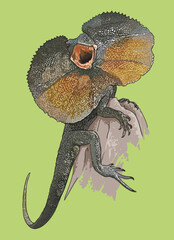 Drawing, Frilled neck lizard, beautiful,art.illustration, vectort