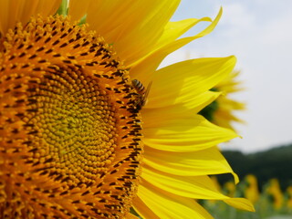 ひまわりと蜂　sunflower＆Bee