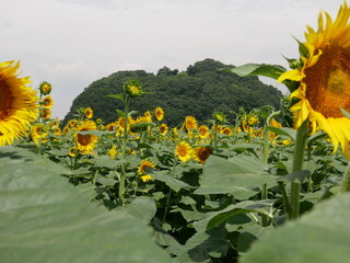 ひまわり　sunflower