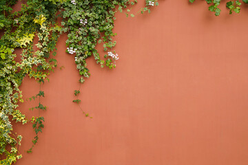 The wall is made of brick and then painted in white. There are creepers on the left wall. This wall...