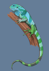 Drawing Fijian iguana, beautiful, art.illustration, vector
