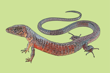 Drawing Gogonae shade lizard, rare, art .illustration, vector