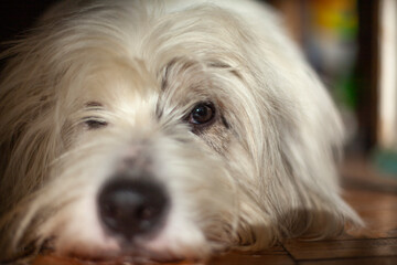 Dog is lying on floor. Dog's muzzle. Animal at home is bored.