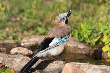 Side view of cute and beautiful eurasian jay eating a small piece of food with open beak and water stream in the background