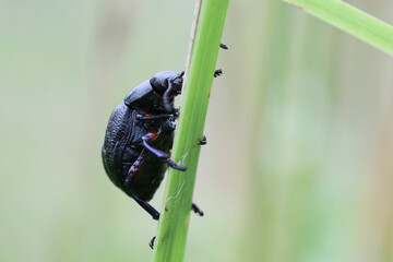 A Timarcha beetle crawling up a grass