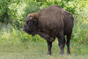 A Beautiful Male Aurochs (European Bison) from a Romanian Sanctuary