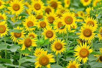 I went to a beautiful sunflower field last weekend