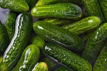 Fresh juicy clean cucumbers lying tightly next to each other. Preparing for conservation and salting.