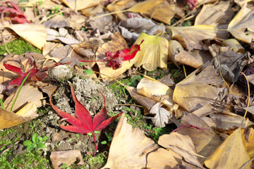 Autumn scenery that fell to the ground