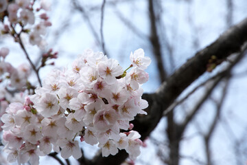 Cherry blossom branches in full bloom