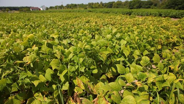 Forage legumes. Growing legumes in the field. Peas. Beans. Soya.