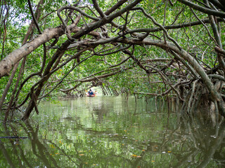 old banyan tree roots In the Little Amazon or Khlong Sang Naen, Phang Nga, Thailand, a famous tourist destination.