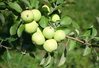 apple tree branch with green apples