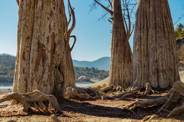 cypress trees on the lake