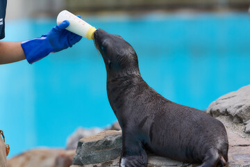 アザラシ © KenKen.jp