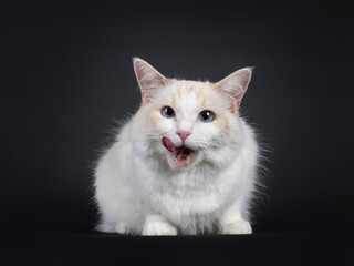 Young adult blue tortie Ragdoll cat, laying down facing front licking mouth. Looking towards camera with sky blue eyes. Isolated on a black background.