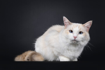 Young adult blue tortie Ragdoll cat, laying down side ways. Looking towards camera with sky blue eyes. Isolated on a black background.