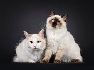 Young adult blue tortie Ragdoll cat and seal point kitten, laying down and sitting together facing...