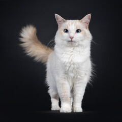 Fototapeta na wymiar Young adult blue tortie Ragdoll cat, standing proudly facing front. Tail fierce in the air. Looking towards camera with sky blue eyes. Isolated on a black background.