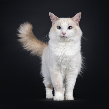 Young adult blue tortie Ragdoll cat, standing proudly facing front. Tail fierce in the air. Looking towards camera with sky blue eyes. Isolated on a black background.