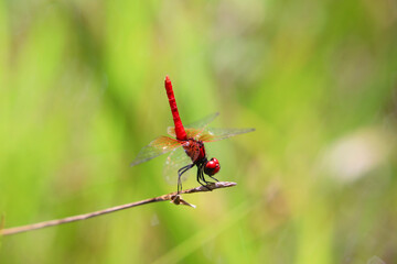 ハッチョウトンボ