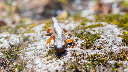 A beautiful brown lizard basks in the sun. Lies on a gray stone