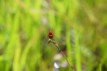 ハッチョウトンボ
