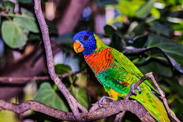 color parrot portrait close up