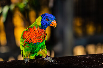 color parrot portrait close up