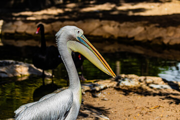 portrait pelican on the beach