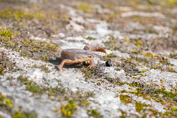 A beautiful brown lizard basks in the sun. Lies on a gray stone