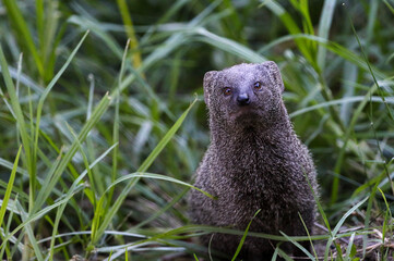 Cape grey mongoose stares at viewer close-up