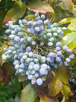 blue berries