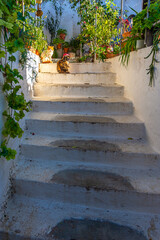 stairway in garden with cat