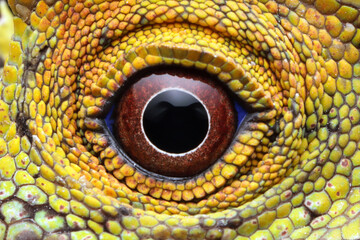 Fototapeta premium Eyes of lizard forest dragon, reptilian closeup eyes