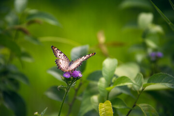 White Peacock butterfly (Anartia jatrophae) visiting flowers