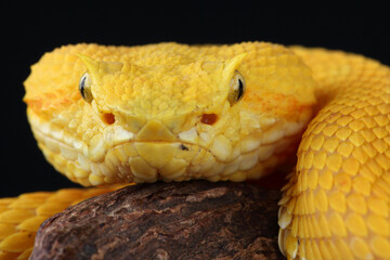 Portrait of a yellow Eyelash Viper photographed against a black background.
