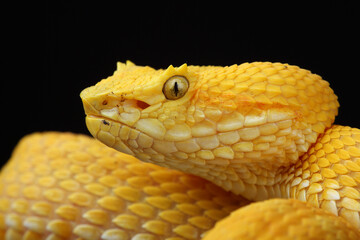 Portrait of a yellow Eyelash Viper photographed against a black background.
