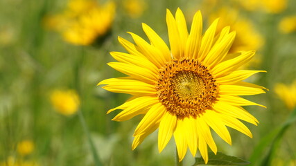 群れて咲く元気で鮮やかで美しい黄色の大きなたくさんのひまわりの花と緑