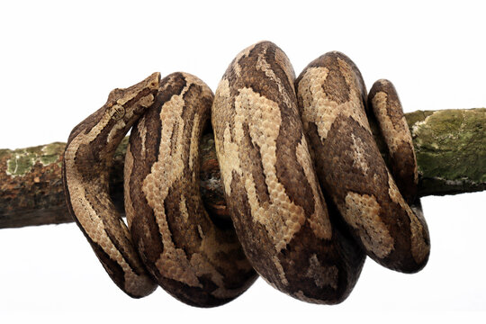 Candoia ground boa snake (Candoia carinata ) closeup head on white background