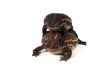 Pseudo subasper toad isolated on white background, Pseudo subasper closeup