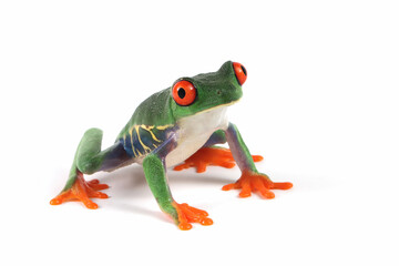 Red-eyed tree frog on white background, red-eyed tree frog (Agalychnis callidryas) closeup