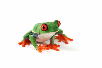 Red-eyed tree frog on white background, red-eyed tree frog (Agalychnis callidryas) closeup